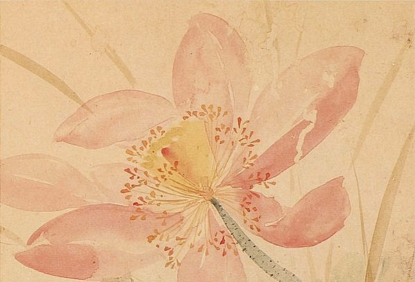 清代画.恽寿平_出水芙蓉_临陈淳_3200.2176