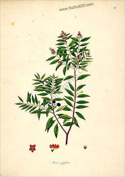 科罗曼德海岸的植物图谱.Plants.of.the.coast.of.Coromandel.1795年