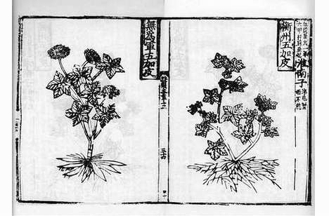 《经史证类备急本草》宋嘉定四年刘甲刻本_卷二十