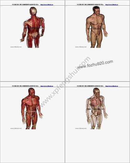 3D人体解剖图_针炙穴位图