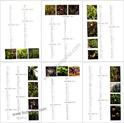 .本草纲目彩色图鉴_下卷