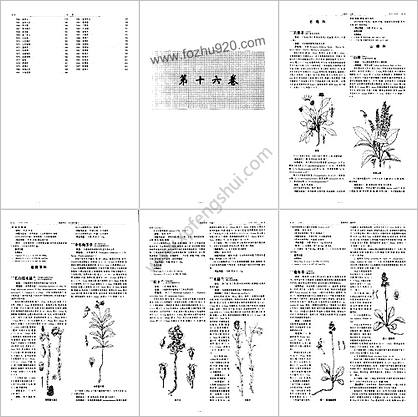 中华本草_第十六-十八卷.高清-中华本