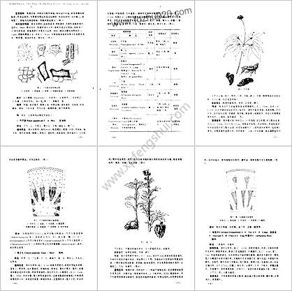 中药鉴别手册-第三册中国药检所