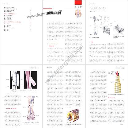 四肢骨不连外科学