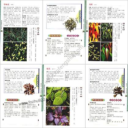 国医堂养生百草清热解表润肺疏肝篇_09.11_张瑞贤_彩色