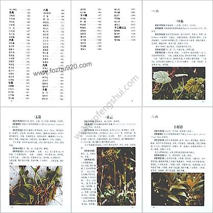 常用中草药及治疗常见病多发病单验方