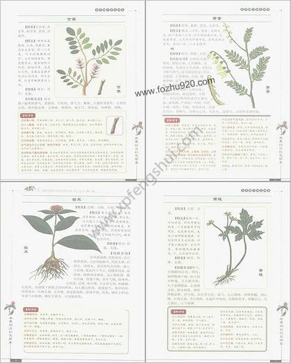 本草纲目彩色图集_精编珍藏版-1