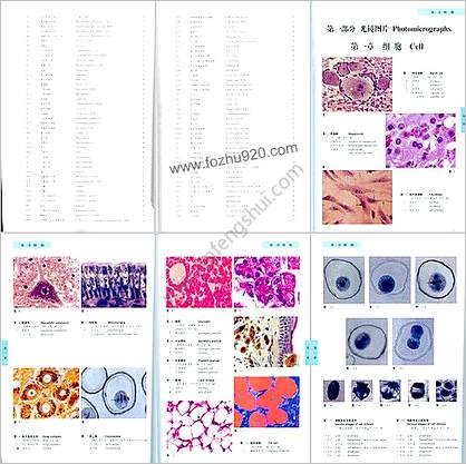 组织胚胎学图谱