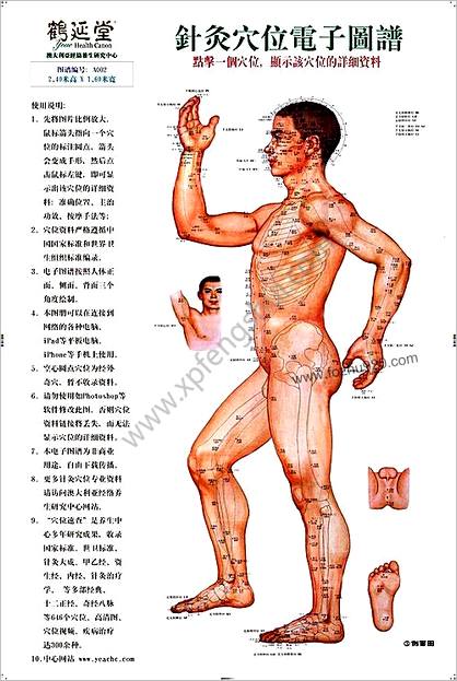 针灸穴位电子图谱