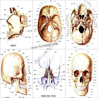 颅面骨高清解剖图谱